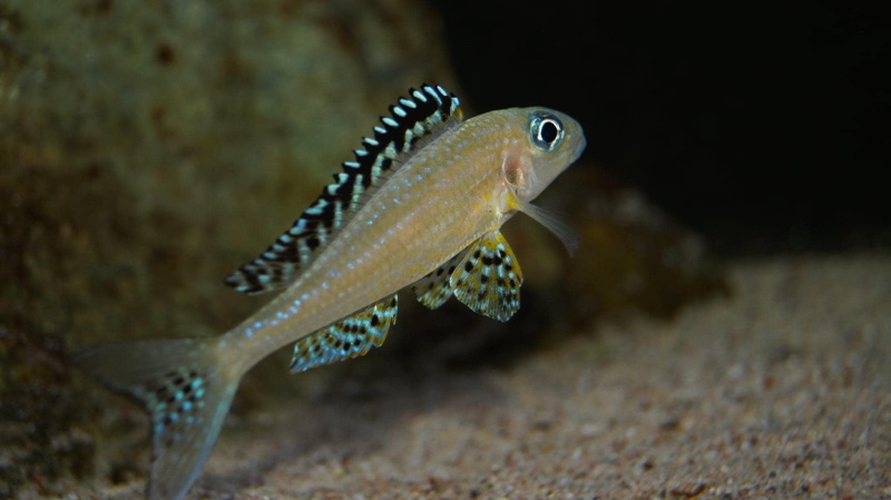 Xenotilapia papilio 'Tembwe (Deux)'